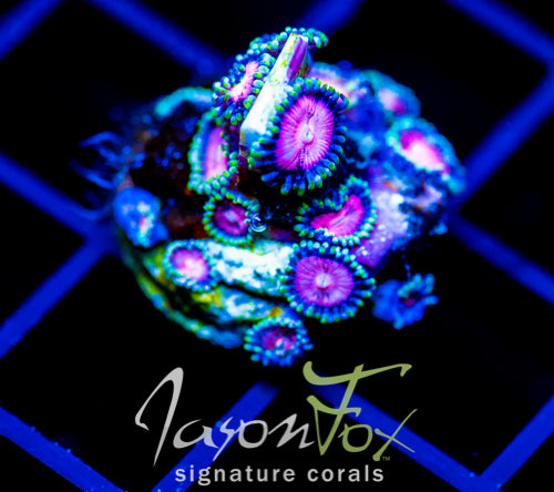 JF BLITZED ZOAS