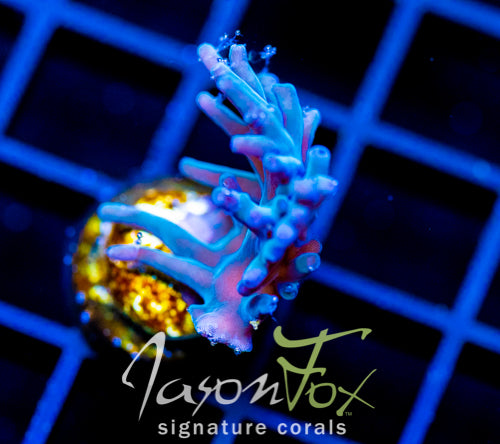 JF SKY BLUE TURAKI