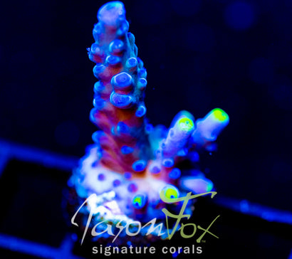WYSIWYG – Jason Fox Signature Corals