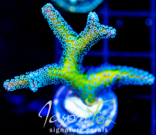 JF ENCHANTED FOREST BN