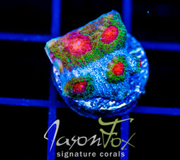 JF OUTER ORBIT CHALICE