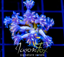 JF TANGERINE TWISTERS CLOVES