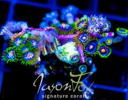 ASS MONKEYS ZOAS COMBO XL FRAG
