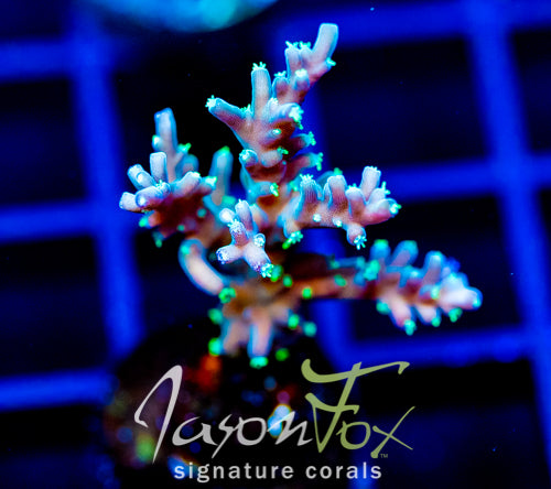 TYREE BLUEBERRY STARS ACRO