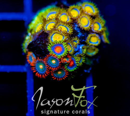 JF SUNFLOWER ZOAS COMBO