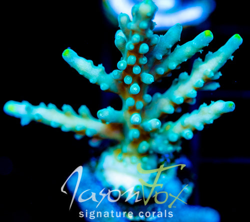 JF RADIANT STAG