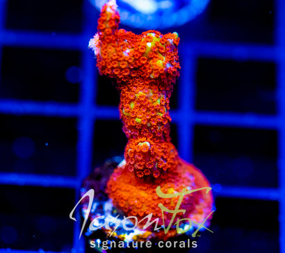 WYSIWYG – Jason Fox Signature Corals