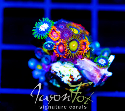 JF ZOA BOUQUET