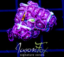 JF BURNING BLOSSOMS ZOAS