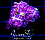 JF BURNING BLOSSOMS ZOAS