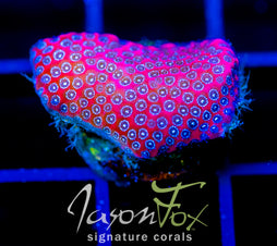 JF DARTH MAUL PORITES