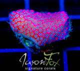 JF DARTH MAUL PORITES