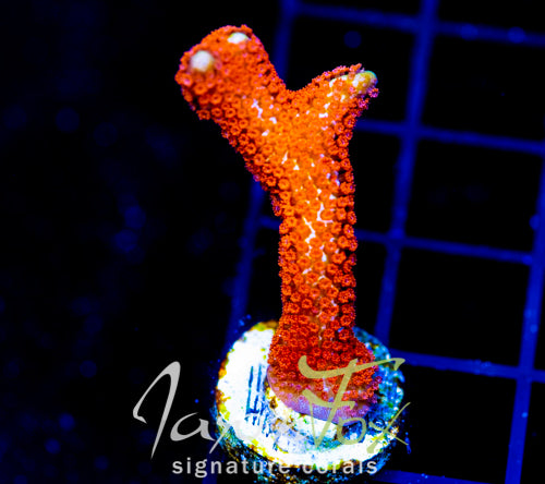 JF SUNTAN DIGI