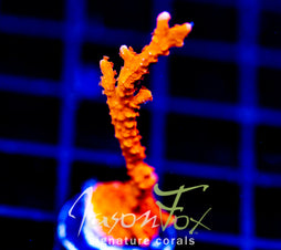 JF FIRESTARTER MONTI HIRSUTA