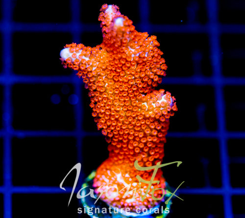 JF SUNTAN DIGI XL FRAG
