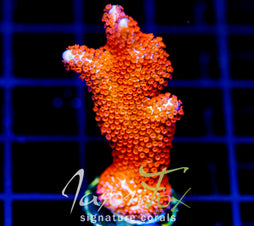 JF SUNTAN DIGI XL FRAG