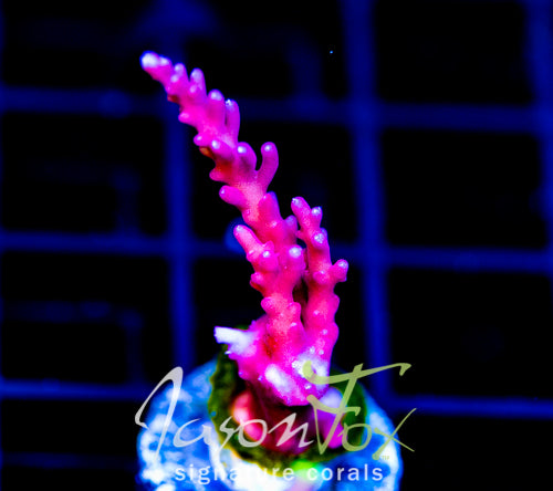 TYREE RED DRAGON ACRO