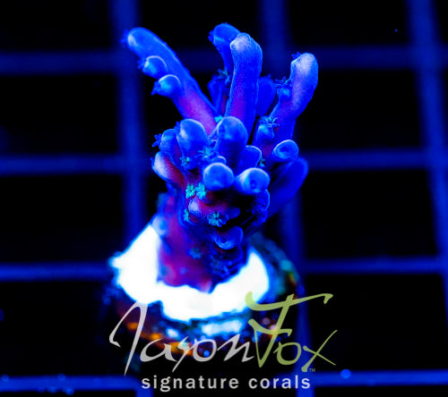 OREGON TORT ACRO