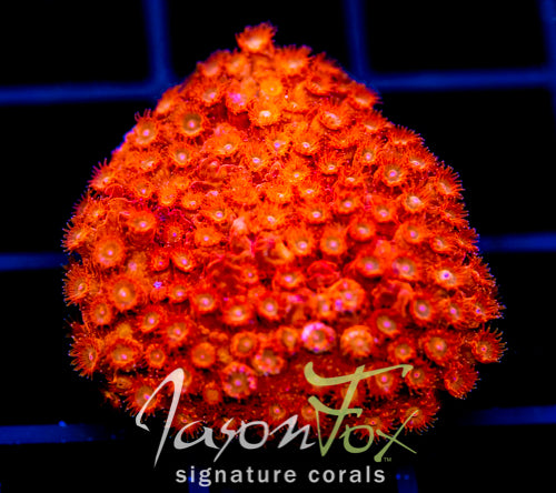 JF AGENT ORANGE CYPHASTREA XL FRAG