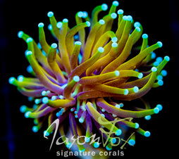 JF ORANGE BURST TORCH