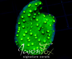 JF FIRE ECHINOPHORA XL FRAG