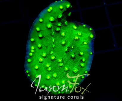 JF FIRE ECHINOPHORA XL FRAG
