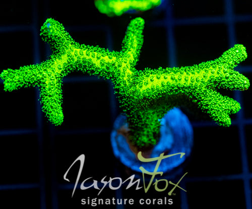 JF ENCHANTED FOREST BN XL FRAG