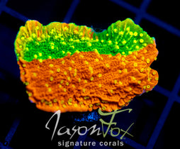 JF GRAFTED SUN MONTI
