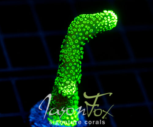JF PROJECT X STYLO