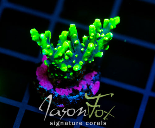 JF KAMIKAZE ACRO