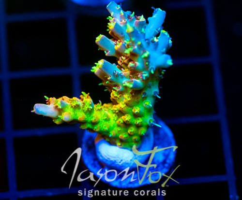 JF CIRCUS FREAK ACRO XL FRAG