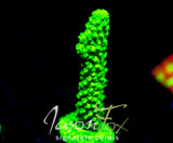 GREEN SLIMER ACRO