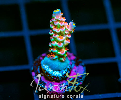 JF BLUEBERRY SMOOTHIE TENIUS