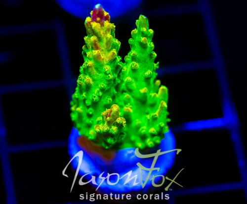 JF ZIPPER RIPPER ACRO XL FRAG