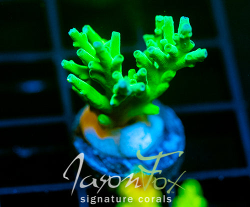 JF SKY BLUE TURAKI
