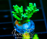 JF SKY BLUE TURAKI