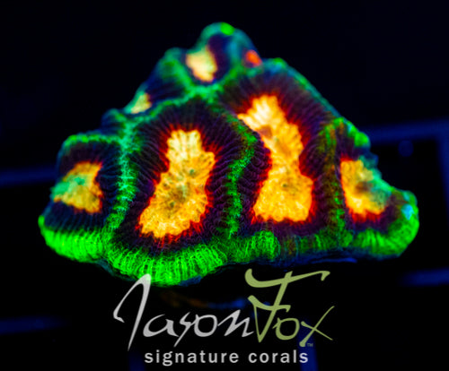 JF GROOVY GONIASTREA