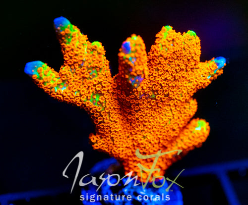 JF SUNTAN DIGI XL FRAG