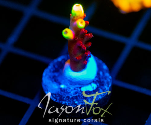 JF FOX FLAME ACRO