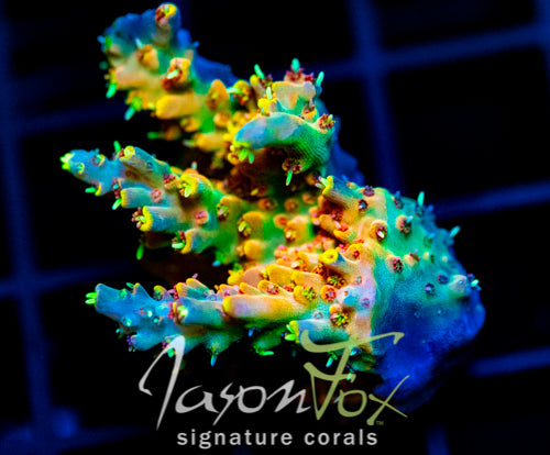 JF CIRCUS FREAK ACRO XL FRAG