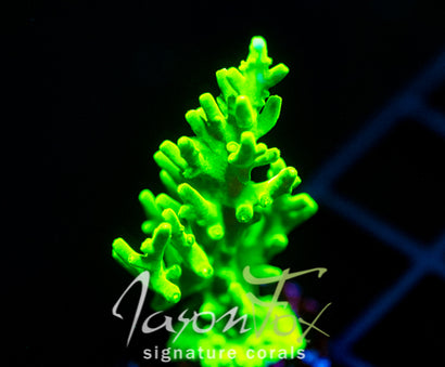 JF GREEN DRAGON ACRO