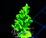 JF GREEN DRAGON ACRO