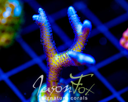 ORA BIRDS OF PARADISE BN