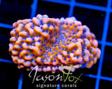 JF SPEED BOMB MONTI XL FRAG