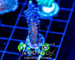 WWC YELLOW TIPS ACRO COMBO