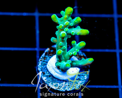 JF RADIANT STAG