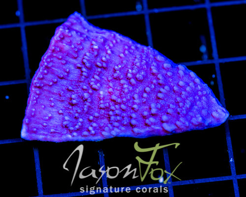 JF PURPLE CAP XL FRAG
