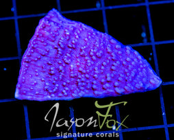 JF PURPLE CAP XL FRAG