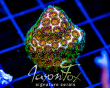 JF ELUSIVE ORANGE LEPTASTREA