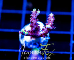 JF YELLOW SABER ACRO